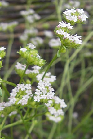 Valerianella rimosa \ Gefurchter Feld-Salat / Broad-Fruited Corn Salad, S Helsingborg 2.8.2010