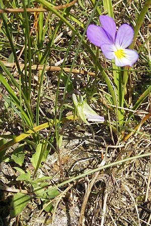 Viola tricolor subsp. ammotropha \ Dnen-Stiefmtterchen / Seaside Pansy, Sand Pansy, S Simrishamn, Haväng 7.8.2009
