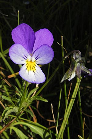 Viola tricolor subsp. ammotropha \ Dnen-Stiefmtterchen / Seaside Pansy, Sand Pansy, S Simrishamn, Haväng 7.8.2009