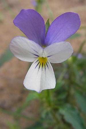 Viola tricolor subsp. ammotropha \ Dnen-Stiefmtterchen / Seaside Pansy, Sand Pansy, S Halmstad 14.8.2010
