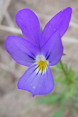 Viola tricolor subsp. ammotropha \ Dnen-Stiefmtterchen / Seaside Pansy, Sand Pansy, S Halmstad 14.8.2010