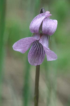 Viola epipsila \ Torf-Veilchen / Dwarf Marsh Violet, S Muddus National-Park 17.6.1995