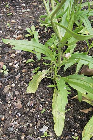 Valerianella rimosa \ Gefurchter Feld-Salat / Broad-Fruited Corn Salad, S Helsingborg 2.8.2010