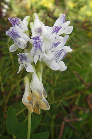Vicia orobus \ Orber Wicke, Heide-Wicke / Wood Bitter-Vetch, Upright Vetch, S Botan. Gar.  Universit.  Uppsala 28.8.2010