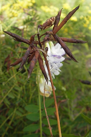 Vicia orobus \ Orber Wicke, Heide-Wicke / Wood Bitter-Vetch, Upright Vetch, S Botan. Gar.  Universit.  Uppsala 28.8.2010