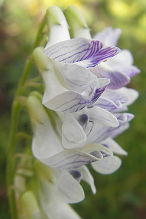 Vicia orobus \ Orber Wicke, Heide-Wicke / Wood Bitter-Vetch, Upright Vetch, S Botan. Gar.  Universit.  Uppsala 28.8.2010