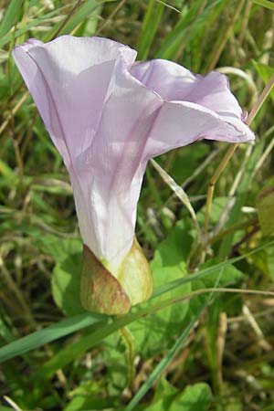 Calystegia pulchra \ Schne Zaun-Winde / Hairy Bindweed, S Kullen, Arild 14.8.2009