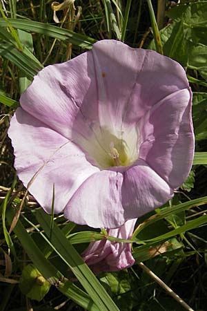 Calystegia pulchra \ Schne Zaun-Winde / Hairy Bindweed, S Kullen, Arild 14.8.2009