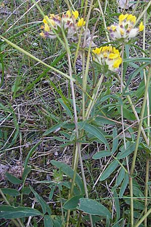 Anthyllis vulneraria subsp. vulneraria \ Gewhnlicher Wundklee, Echter Wundklee / Common Kidney Vetch, S Simrishamn, Brösarp 7.8.2009