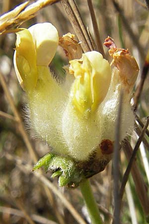 Anthyllis vulneraria subsp. vulneraria \ Gewhnlicher Wundklee, Echter Wundklee / Common Kidney Vetch, S Öland, Stora Alvaret, Möckel Mossen 8.8.2009
