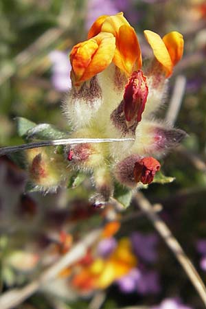 Anthyllis vulneraria subsp. vulneraria \ Gewhnlicher Wundklee, Echter Wundklee / Common Kidney Vetch, S Öland, Stora Alvaret, Möckel Mossen 8.8.2009