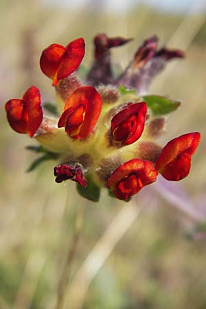 Anthyllis vulneraria subsp. vulneraria \ Gewhnlicher Wundklee, Echter Wundklee / Common Kidney Vetch, S Öland, Stora Alvaret, Möckel Mossen 8.8.2009