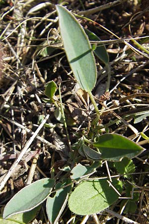 Anthyllis vulneraria subsp. vulneraria \ Gewhnlicher Wundklee, Echter Wundklee / Common Kidney Vetch, S Öland, Stora Alvaret, Möckel Mossen 8.8.2009