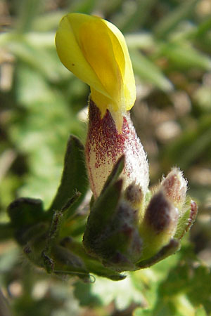 Anthyllis vulneraria subsp. vulneraria \ Gewhnlicher Wundklee, Echter Wundklee / Common Kidney Vetch, S Öland, Stora Alvaret, Möckel Mossen 8.8.2009