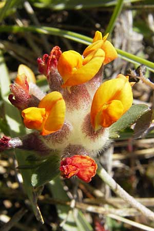 Anthyllis vulneraria subsp. vulneraria \ Gewhnlicher Wundklee, Echter Wundklee / Common Kidney Vetch, S Öland, Stora Alvaret, Möckel Mossen 8.8.2009