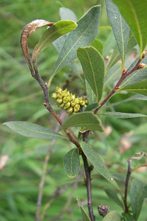 Myrica gale \ Gagelstrauch / Bog Myrtle, S Kvarnadalen 5.8.2010
