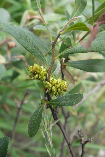 Myrica gale \ Gagelstrauch / Bog Myrtle, S Kvarnadalen 5.8.2010