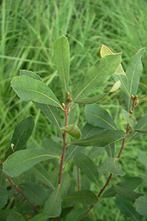 Myrica gale \ Gagelstrauch / Bog Myrtle, S Kvarnadalen 5.8.2010