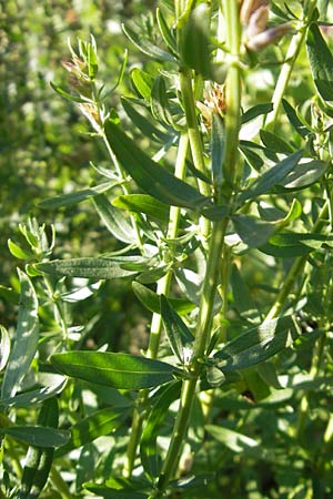 Hyssopus officinalis \ Ysop, Isop / Hyssop, S Glimmingehus 6.8.2009