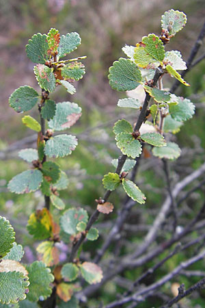Betula nana \ Zwerg-Birke / Dwarf Birch, S Store Mosse 12.8.2009