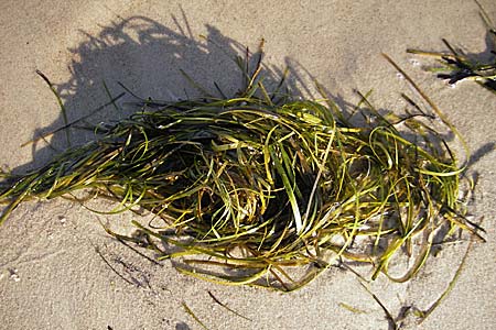 Zostera marina \ Gewhnliches Seegras / Eelgrass, S Öland, Böda Strand 9.8.2009