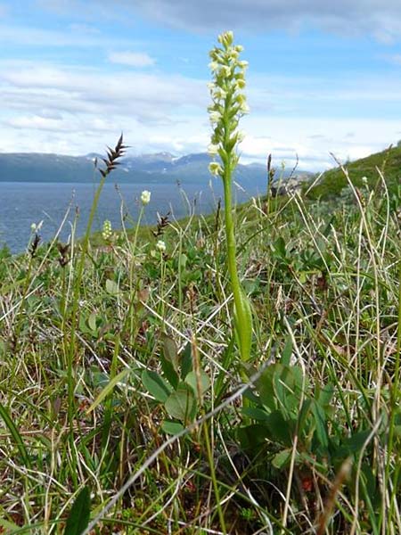 Pseudorchis albida subsp. straminea \ Nordische Höswurz, S  Abisko 4.7.2016 (Photo: Christoph Gerbersmann)