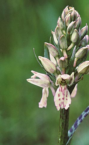 Coeloglossum viride x Dactylorhiza maculata, S   Harjedalen 26.6.2006 (Photo: Jan & Liesbeth Essink)