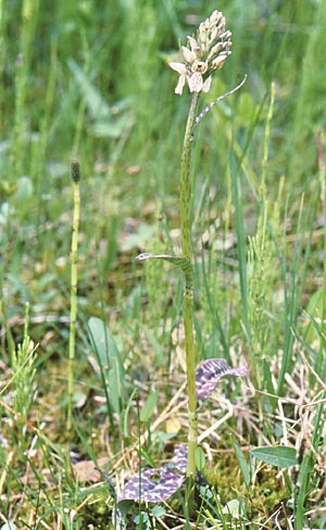 Coeloglossum viride x Dactylorhiza maculata, S   Harjedalen 26.6.2006 (Photo: Jan & Liesbeth Essink)