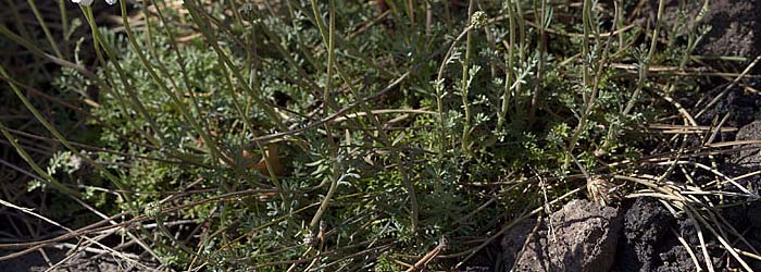 Anthemis aetnensis \ �tna-Hundskamille, Sizilien &Auml;tna Ostseite 26.4.2016 (Photo: Uwe & Katja Grabner)