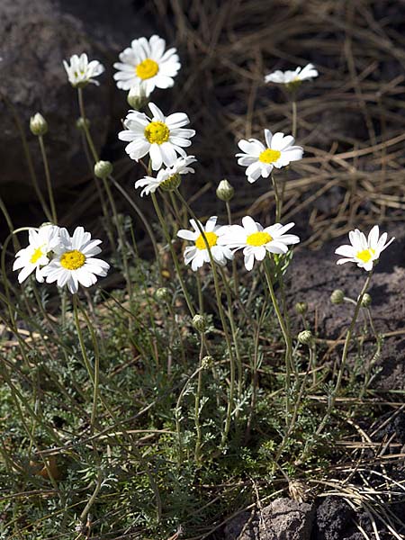 Anthemis aetnensis \ �tna-Hundskamille, Sizilien &Auml;tna Ostseite 26.4.2016 (Photo: Uwe & Katja Grabner)