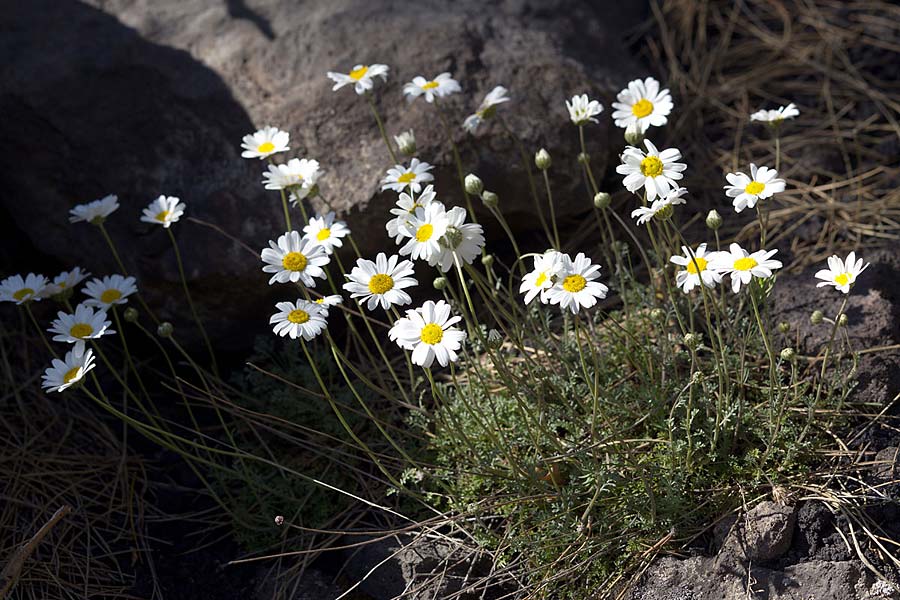 Anthemis aetnensis \ �tna-Hundskamille, Sizilien &Auml;tna Ostseite 26.4.2016 (Photo: Uwe & Katja Grabner)