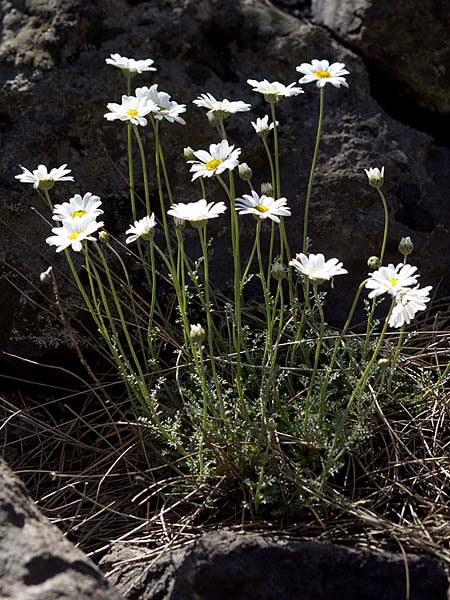 Anthemis aetnensis \ �tna-Hundskamille, Sizilien &Auml;tna Ostseite 26.4.2016 (Photo: Uwe & Katja Grabner)
