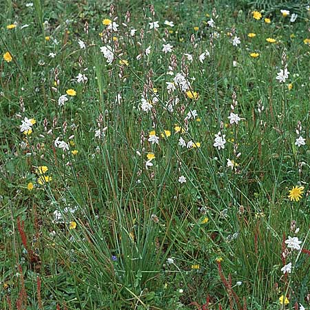 Asphodelus fistulosus \ Rhriger Affodill / Hollow-Leaved Asphodel, Sizilien/Sicily Ferla 1.4.1998