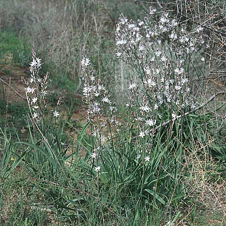 Asphodelus ramosus \ �stiger Affodill / Branched Asphodel, Sizilien/Sicily Passo delle Pantanelle 11.3.2002