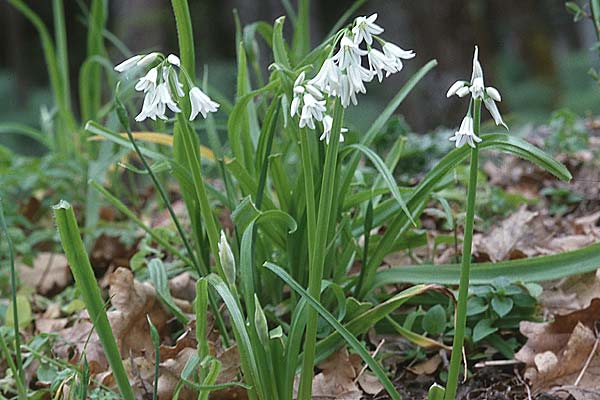 Allium triquetrum \ Gl&ouml;ckchen-Lauch / Three-cornered Garlic, Sizilien/Sicily Ficuzza 30.3.1998