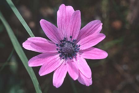 Anemone hortensis \ Stern-Anemone / Broad-Leaved Anemone, Sizilien/Sicily Passo delle Pantanelle 11.3.2002