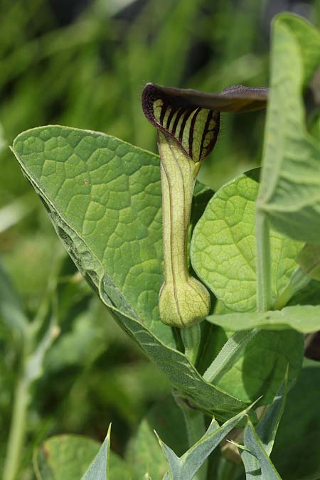 Aristolochia rotunda \ Rundknollige Osterluzei / Round-Rooted Birthwort, Smearwort, Sizilien/Sicily Bosco di Ficuzza 20.4.2016 (Photo: Uwe & Katja Grabner)
