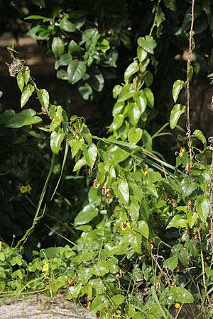 Aristolochia sempervirens \ Immergrne Osterluzei / Evergreen Birthwort, Sizilien/Sicily Solarino 14.4.2016 (Photo: Uwe & Katja Grabner)
