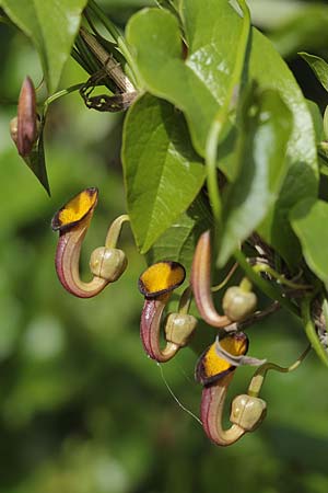 Aristolochia sempervirens \ Immergrne Osterluzei / Evergreen Birthwort, Sizilien/Sicily Solarino 14.4.2016 (Photo: Uwe & Katja Grabner)