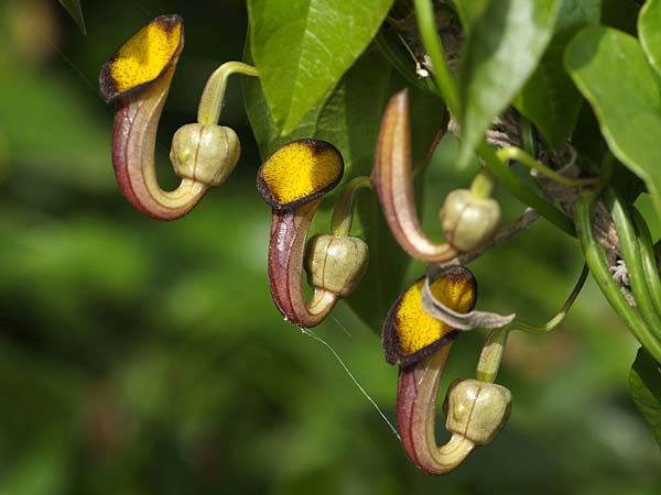 Aristolochia sempervirens \ Immergrne Osterluzei / Evergreen Birthwort, Sizilien/Sicily Solarino 14.4.2016 (Photo: Uwe & Katja Grabner)