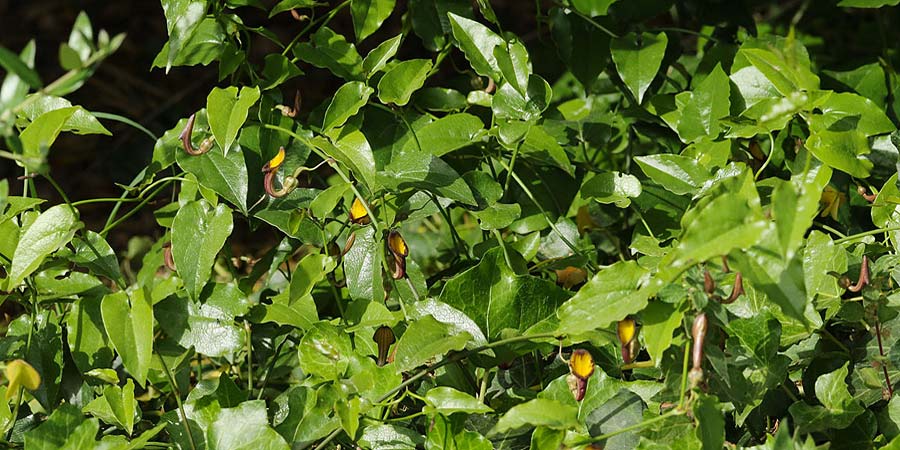 Aristolochia sempervirens \ Immergrne Osterluzei / Evergreen Birthwort, Sizilien/Sicily Solarino 14.4.2016 (Photo: Uwe & Katja Grabner)