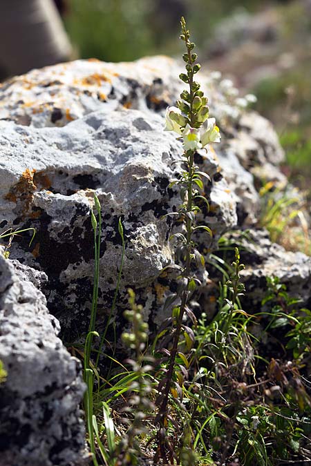 Antirrhinum siculum \ Sizilianisches L�wenmaul / Sicilian Snapdragon, Sizilien/Sicily Monte Grosso 13.4.2016 (Photo: Uwe & Katja Grabner)