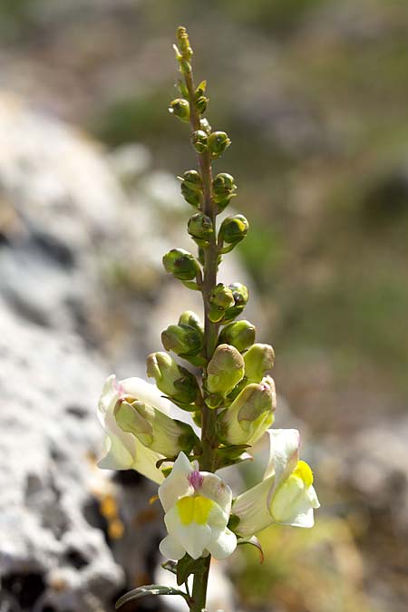 Antirrhinum siculum \ Sizilianisches L�wenmaul / Sicilian Snapdragon, Sizilien/Sicily Monte Grosso 13.4.2016 (Photo: Uwe & Katja Grabner)