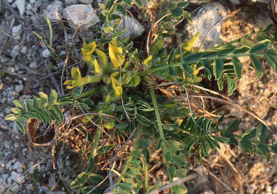Astragalus caprinus \ Ziegen-Tragant, Sizilien Niscemi 14.3.2002