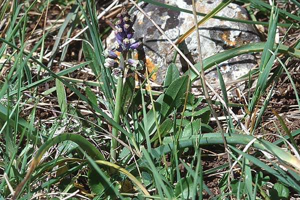 Bellevalia dubia \ Zweifelhafte Hyazinthe / Doubtful Squill, Sizilien/Sicily Albanesi 5.4.1998