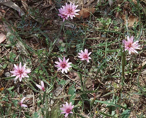 Scorzonera undulata \ Gewelltbl&auml;ttrige Schwarzwurzel / Undulate-Leaved Viper's Grass, Sizilien/Sicily Niscemi 28.4.1998