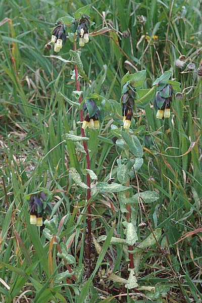 Cerinthe major \ Gro�e Wachsblume / Greater Honeywort, Sizilien/Sicily Villafrati 30.3.1998