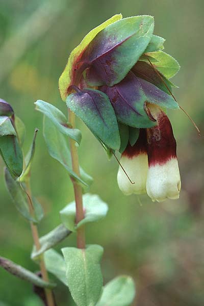 Cerinthe major \ Gro�e Wachsblume / Greater Honeywort, Sizilien/Sicily Passo delle Pantanelle 31.3.1998