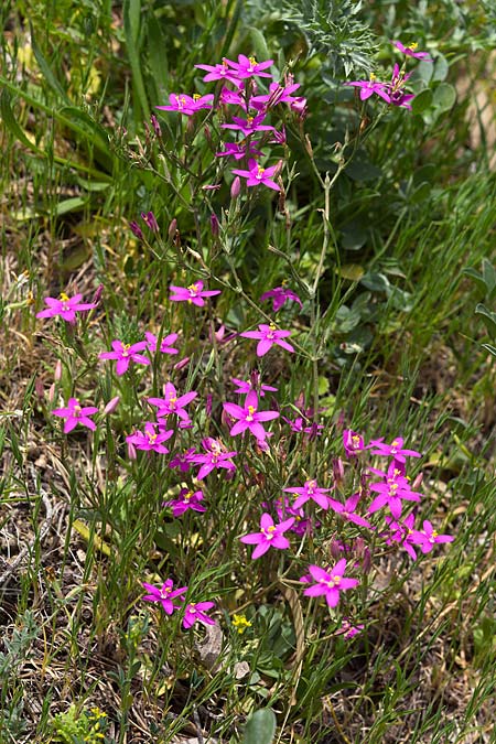 Centaurium grandiflorum \ Gro&szlig;bl&uuml;tiges Tausendg�ldenkraut / Large-Flowered Centaury, Sizilien/Sicily Enna 18.4.2016 (Photo: Uwe & Katja Grabner)