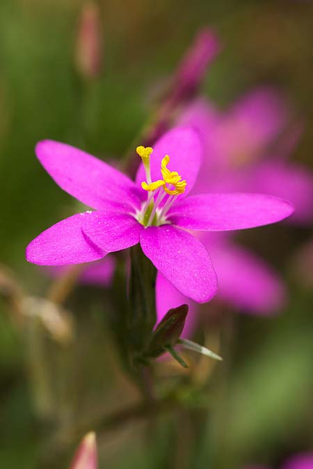 Centaurium grandiflorum \ Gro&szlig;bl&uuml;tiges Tausendg�ldenkraut / Large-Flowered Centaury, Sizilien/Sicily Enna 18.4.2016 (Photo: Uwe & Katja Grabner)
